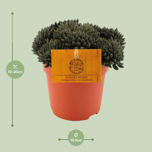 Sinocrassula Yunnanensis – Pflegeleichte Sukkulente Ø10,5 cm