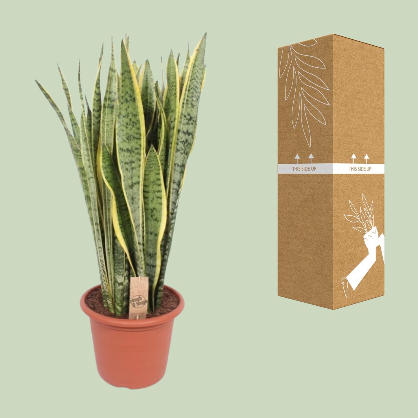 Sansevieria Trifasciata Laurentii Ø30cm – Pflegeleichte Schwiegermutterzunge
