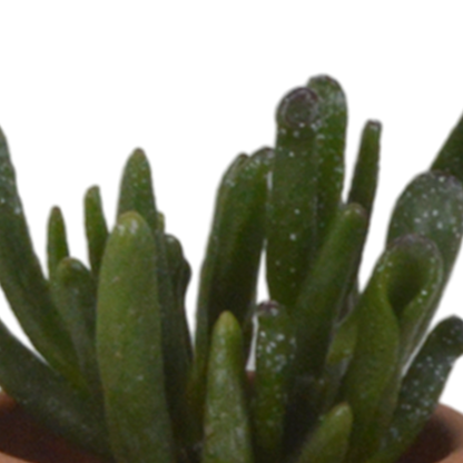 Vetplanten-Mischung 5,5 cm im Terrakottatopf – 5er Set