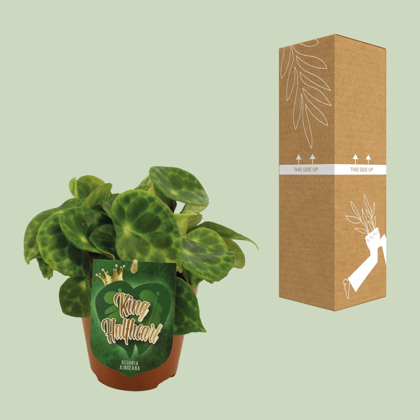 Begonia Kingiana – Exotische und pflegeleichte Zimmerpflanze Ø12cm