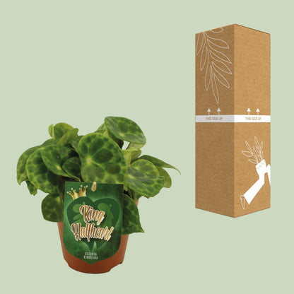 Begonia Kingiana – Exotische und pflegeleichte Zimmerpflanze Ø12cm