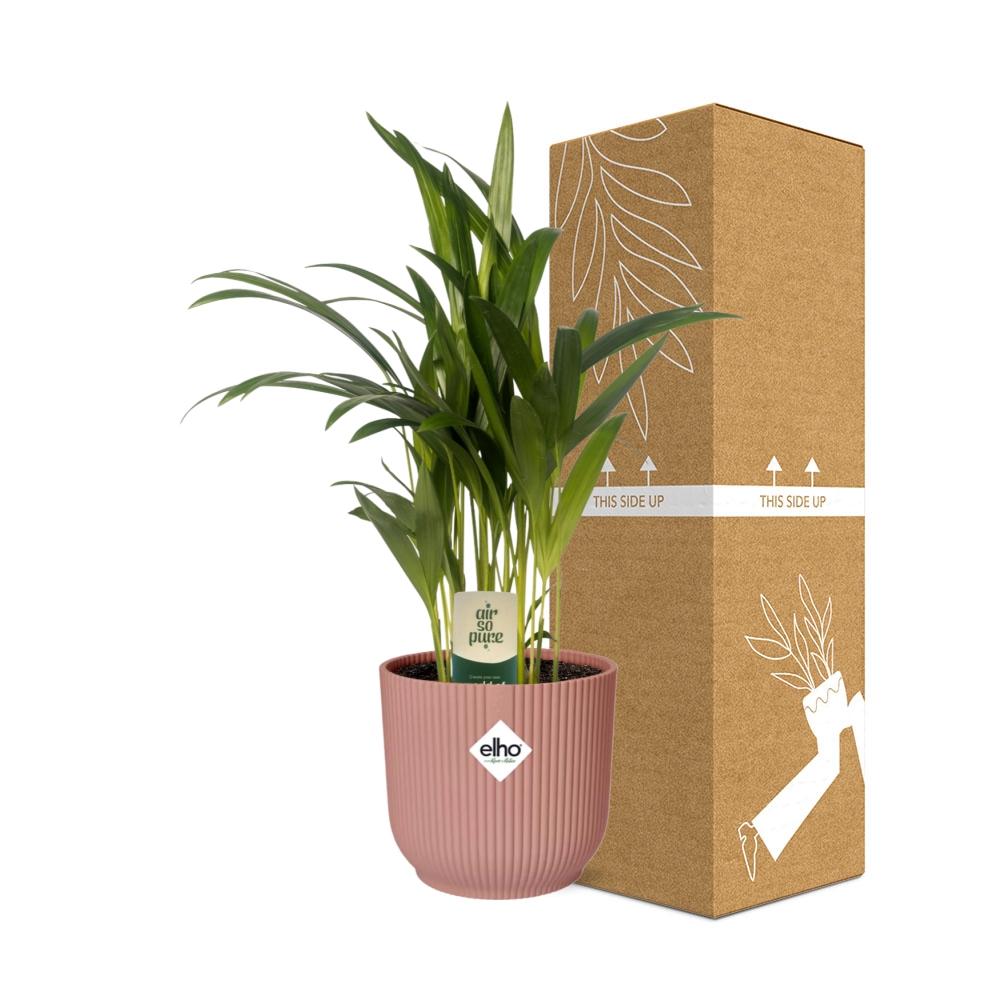 Dypsis Lutescens Bambuspalme 12cm in ELHO Vibes Fold 14cm rosa
