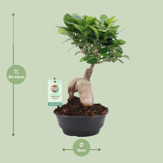 Ficus Ginseng Ø16cm – Pflegeleichte Zimmerpflanze