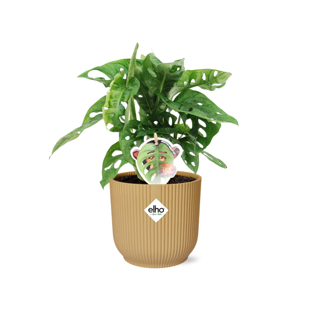 Monstera ‘Monkey Leaf’ in ELHO Vibes Fold 14cm Gelb
