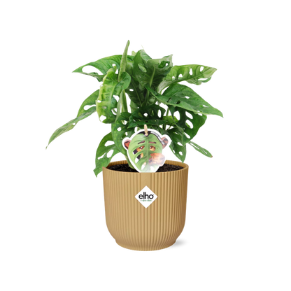 Monstera ‘Monkey Leaf’ in ELHO Vibes Fold 14cm Gelb