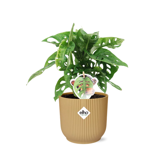 Monstera ‘Monkey Leaf’ in ELHO Vibes Fold 14cm Gelb