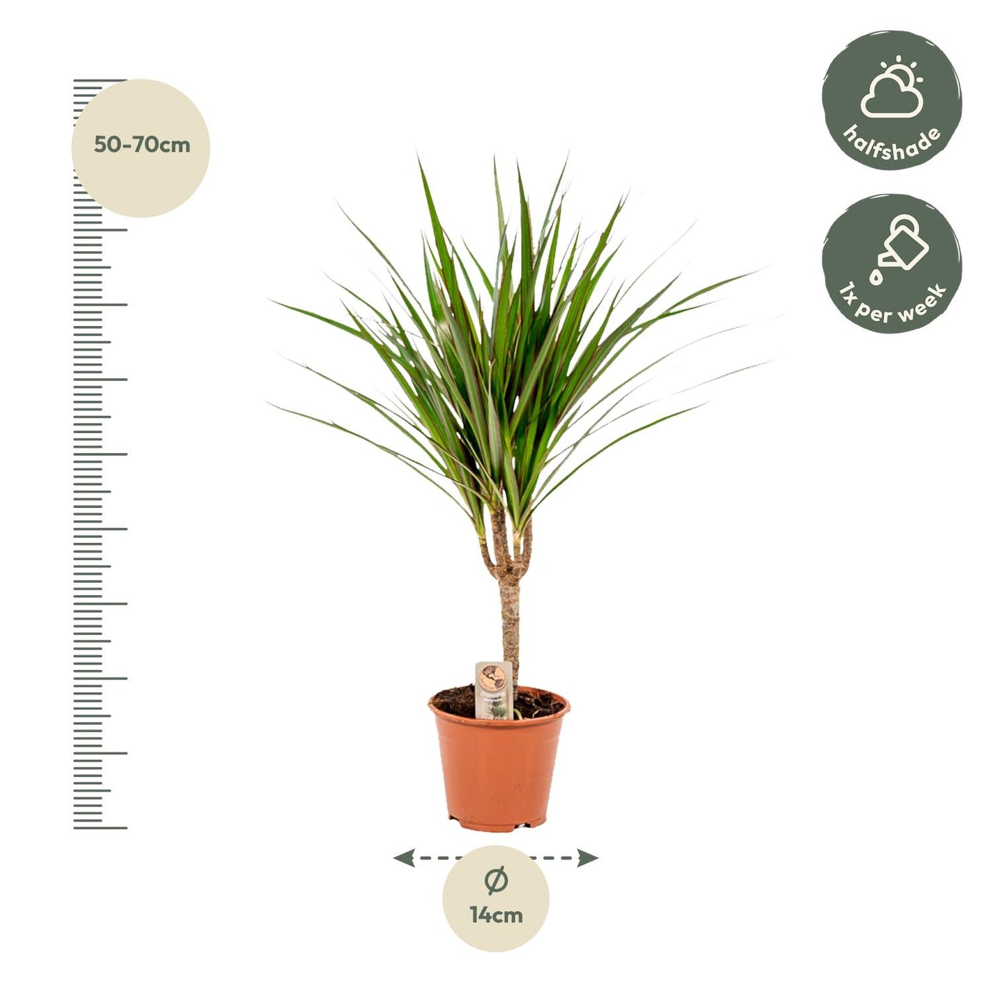 Dracaena Marginata – Pflegeleichter Drachenbaum Ø14cm