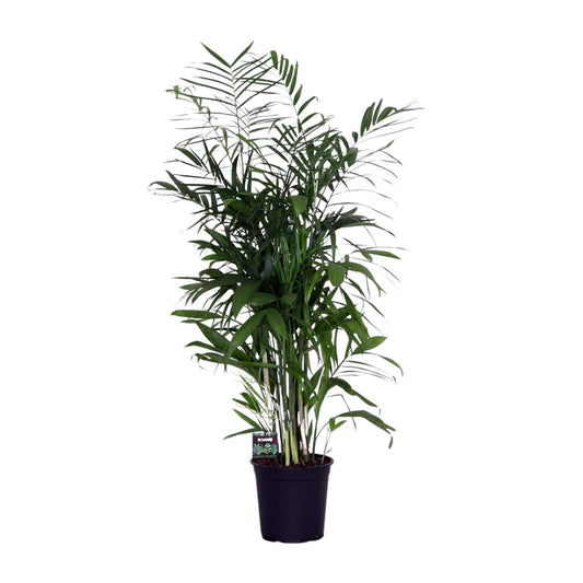 Chamaedorea Seifrizii – Zwerg-Bergpalme Ø24cm, ca. 140cm hoch