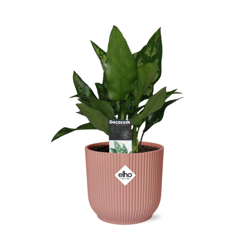 Aglaonema Maria – Pflegeleichte tropische Zimmerpflanze im ELHO Vibes Fold 14cm Topf