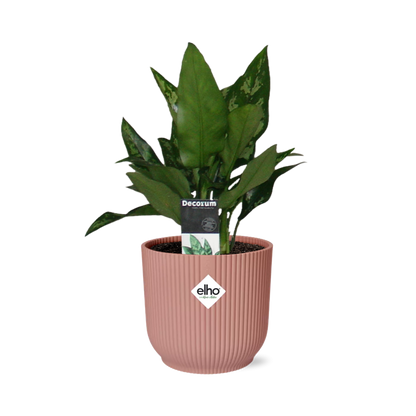 Aglaonema Maria – Pflegeleichte tropische Zimmerpflanze im ELHO Vibes Fold 14cm Topf
