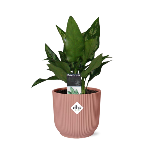 Aglaonema Maria – Pflegeleichte tropische Zimmerpflanze im ELHO Vibes Fold 14cm Topf