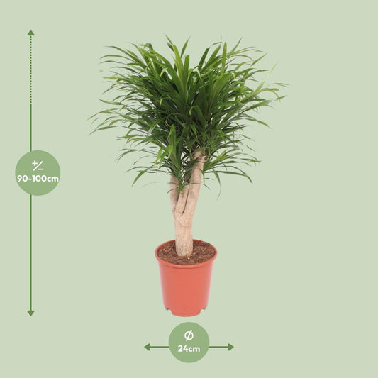 Drachenbaum Anita – Ø24 cm, bis 100 cm, pflegeleicht