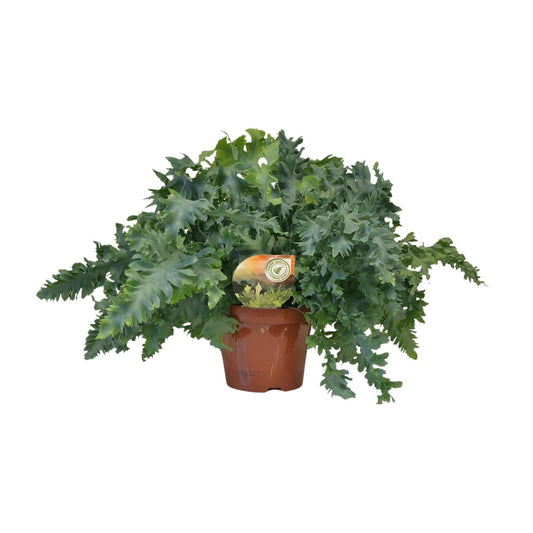 Phlebodium Davana – Goldener Dornfarn Ø19 cm