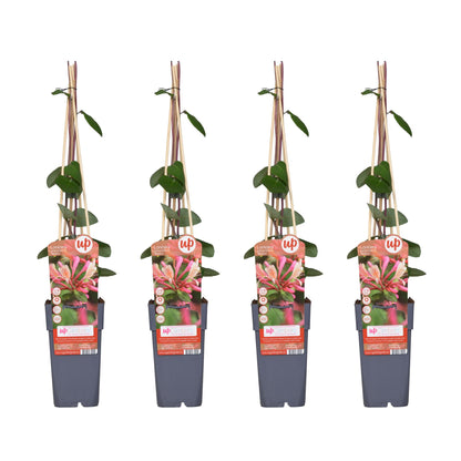 4x Lonicera periclymenum 'Belgica' – Duftendes Geißblatt, Ø15cm, ca. 65cm hoch