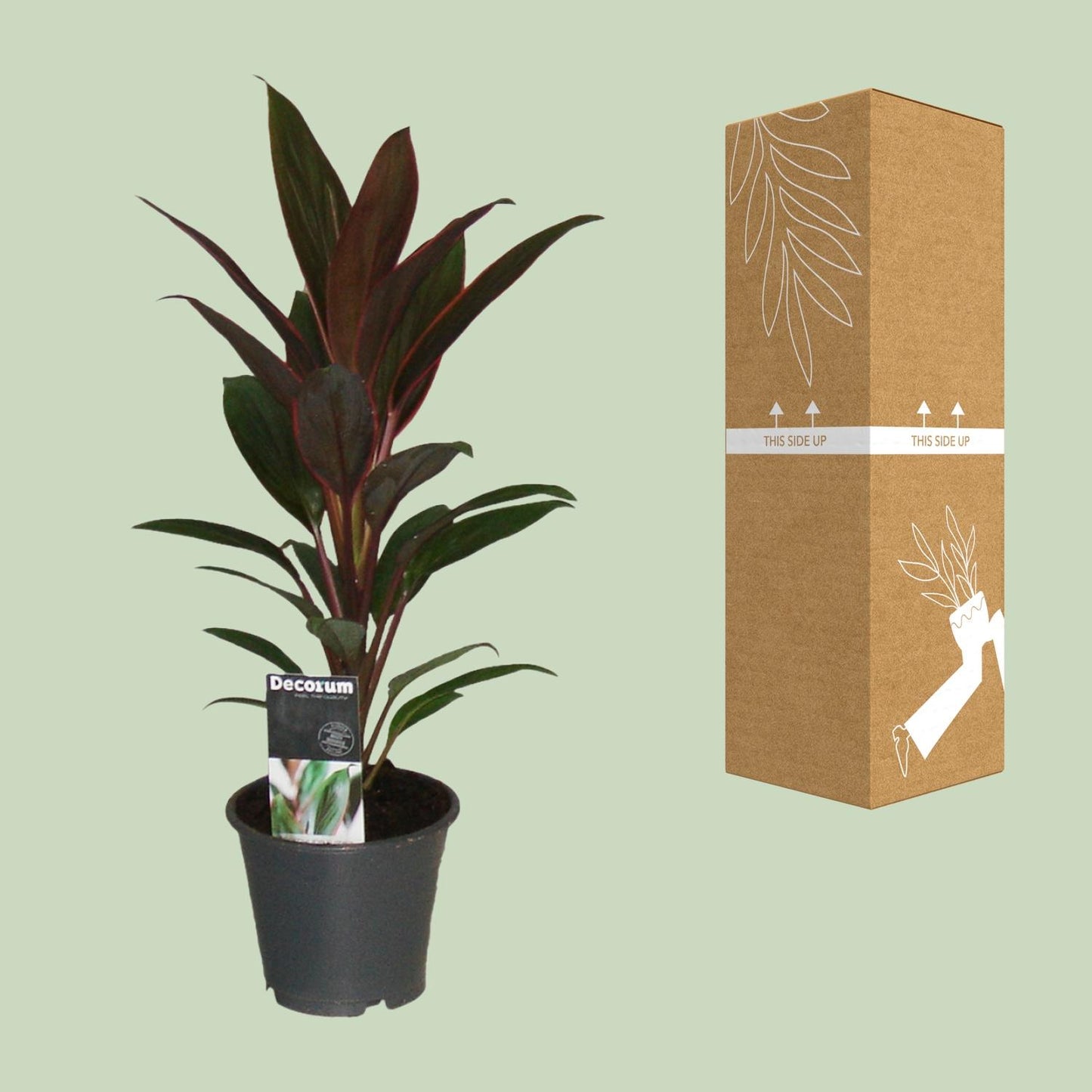 Cordyline Rumba – Pflegeleichte Tropische Zimmerpflanze Ø12cm