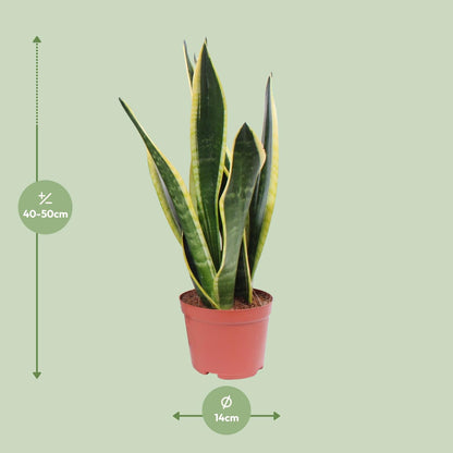 Sansevieria Black Superba – Pflegeleichte Zimmerpflanze Ø14cm
