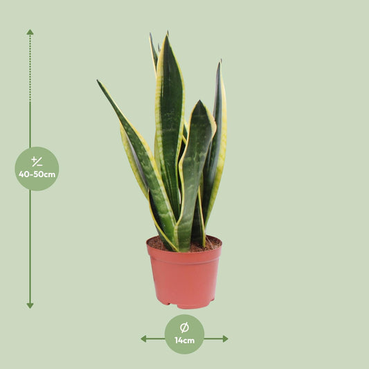 Sansevieria Black Superba – Pflegeleichte Zimmerpflanze Ø14cm