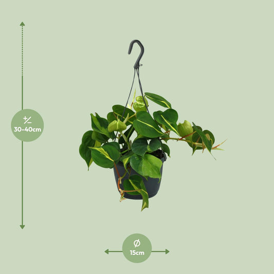 Philodendron Scandens Brasil – Pflegeleichte Zimmerpflanze Ø15cm