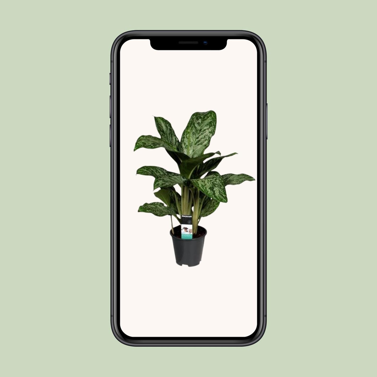 Aglaonema Greenlight – Luftreinigende Zimmerpflanze