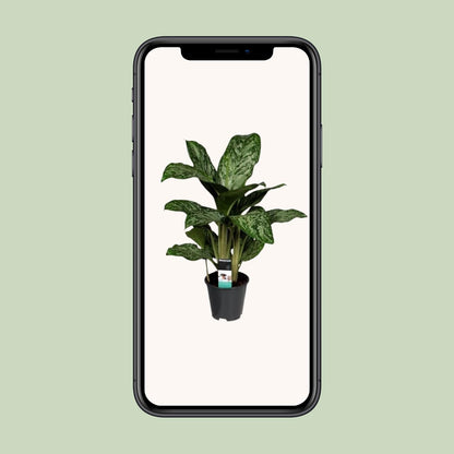 Aglaonema Greenlight – Luftreinigende Zimmerpflanze