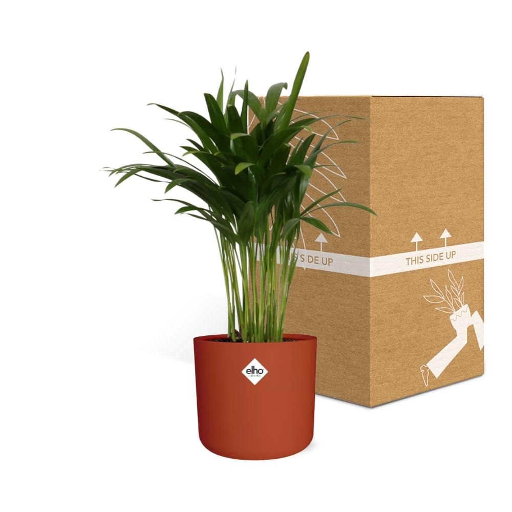 Areca Palme in ELHO b.for soft rund 14cm brique
