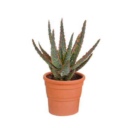 Aloe Zebrina Dannyz 10,5cm im Terrakotta-Topf