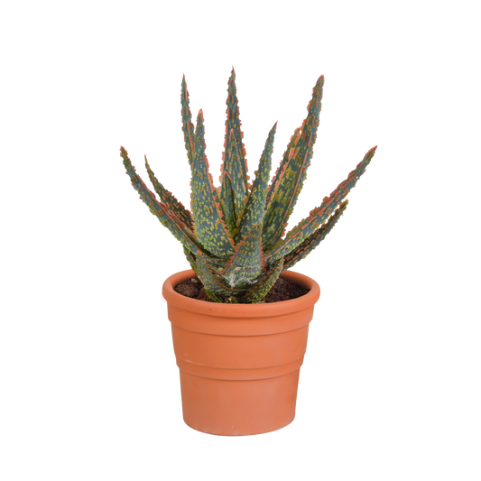 Aloe Zebrina Dannyz 10,5cm im Terrakotta-Topf