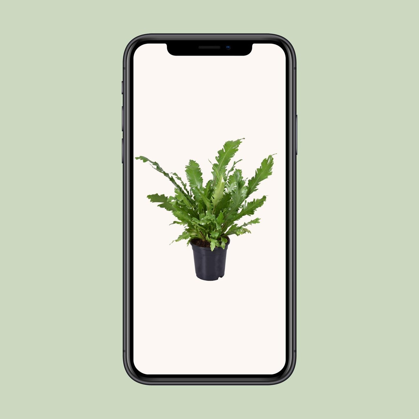 Asplenium Nidus – Nestfarn Ø17cm, ca. 45cm hoch