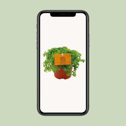Pilea Depressa – Pflegeleichte Aluminium-Pflanze Ø10,5 cm