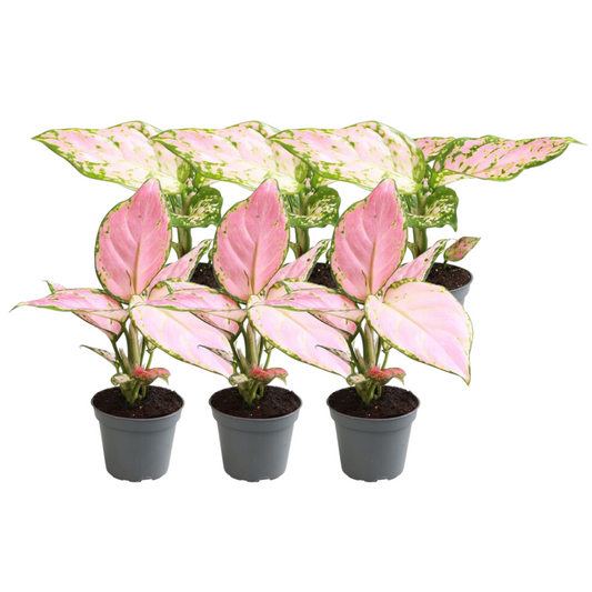 6x Aglaonema Mix – Pflegeleichte Zimmerpflanzen mit Farbvielfalt