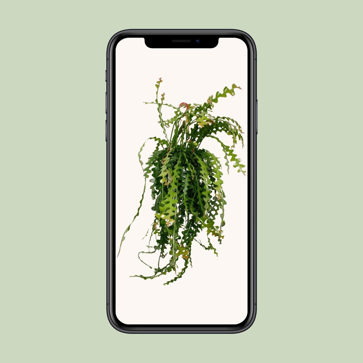 Epiphyllum Anguliger – Pflegeleichter Fensterblatt-Kaktus Ø21cm