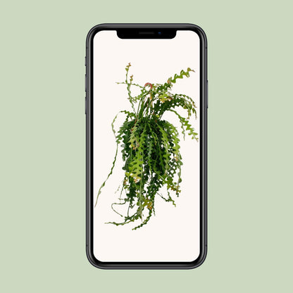 Epiphyllum Anguliger – Pflegeleichter Fensterblatt-Kaktus Ø21cm