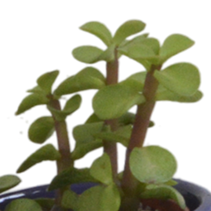 Vetplanten-Mischung 5x in handbemalter Mexicaanse Pot