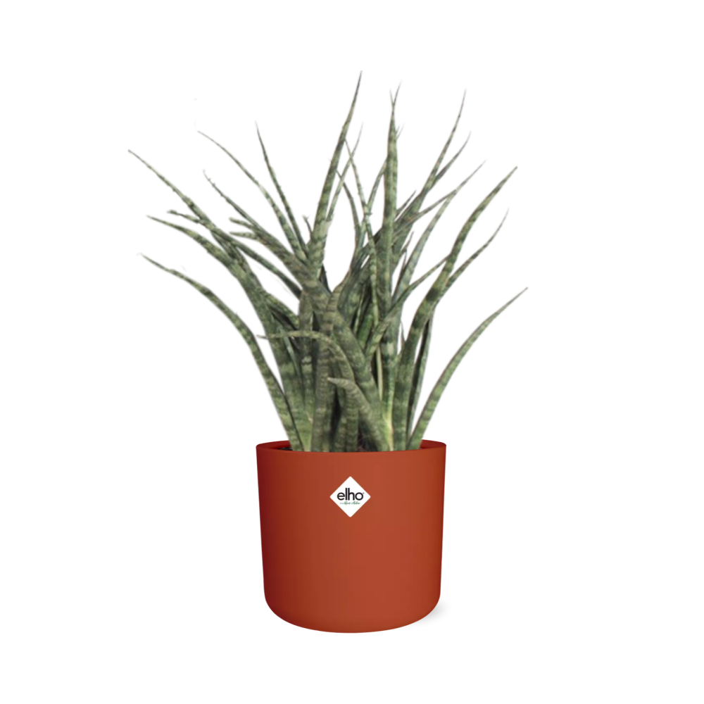 Sansevieria Fernwood Punk in ELHO b.for soft rond 14cm brique