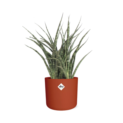 Sansevieria Fernwood Punk in ELHO b.for soft rond 14cm brique
