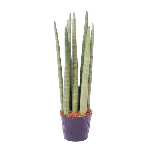 Sansevieria cylindrica 'Spaghetti' – pflegeleichte Zimmerpflanze 40 cm