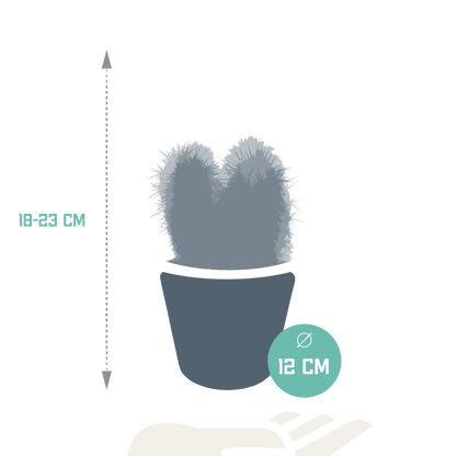 Cereus 3er Set im weißen Topf 10,5 cm – Pflegeleicht & Robust
