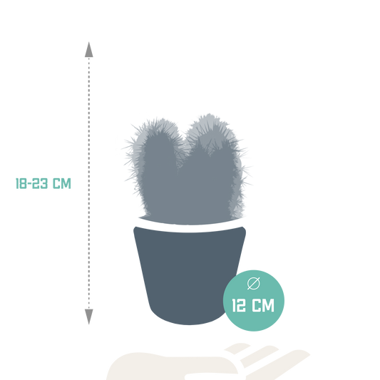 Cereus 3er Set im weißen Topf 10,5 cm – Pflegeleicht & Robust