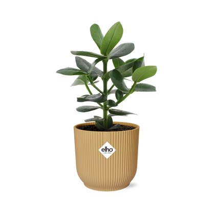 Clusia Princess im ELHO Vibes Fold Topf 14cm Gelb