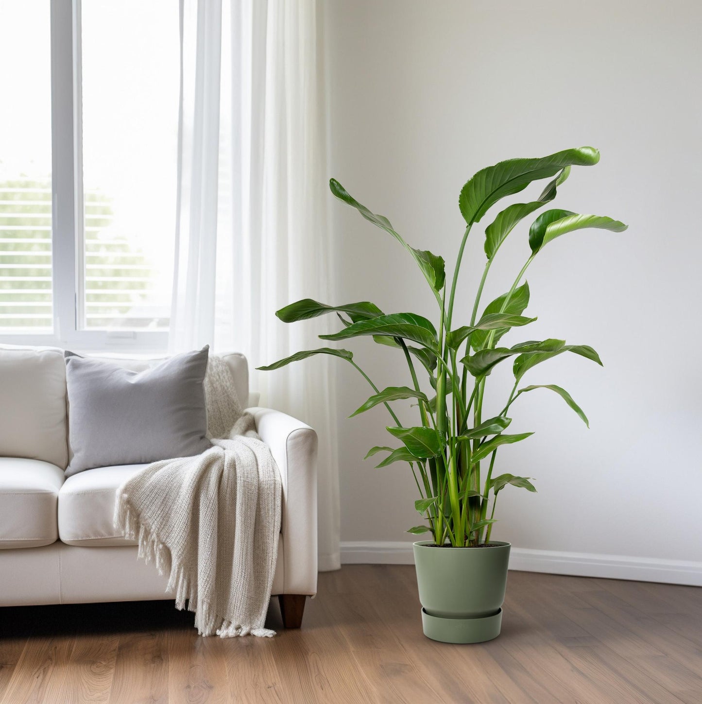 Strelitzia Nicolai – Tropische Paradiesvogelblume 100-120 cm
