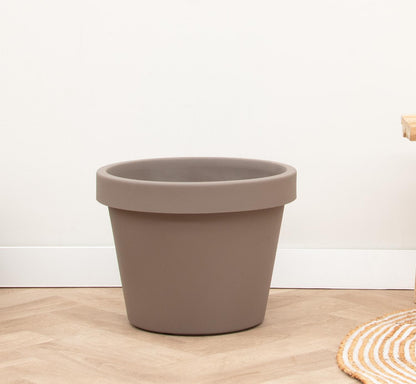 Lira Tortora – Pflegeleichte, elegante Zimmerpflanze