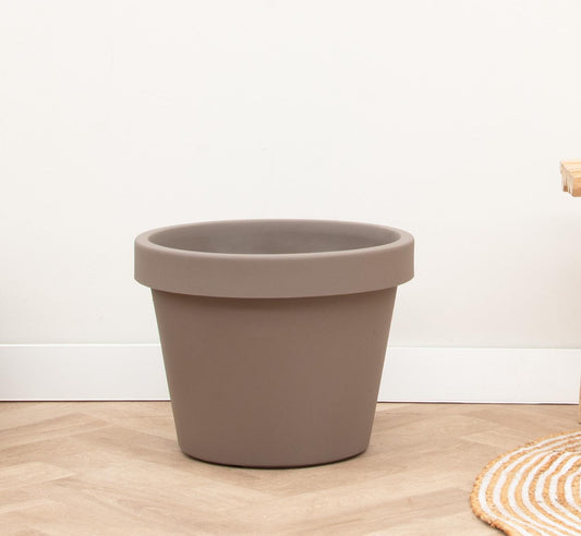 Lira Tortora – Pflegeleichte, elegante Zimmerpflanze