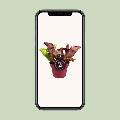 Sarracenia Kannenpflanze Ø12 cm, Höhe 20 cm – Exotisch & Pflegeleicht