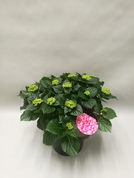 Hydrangea Early Rosa – Pflegeleichte Blühpflanze Ø23cm