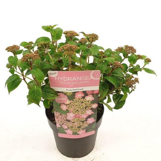 Tellerhortensie 'Pink Petticoat' – Rosa Blütenpracht Ø19cm