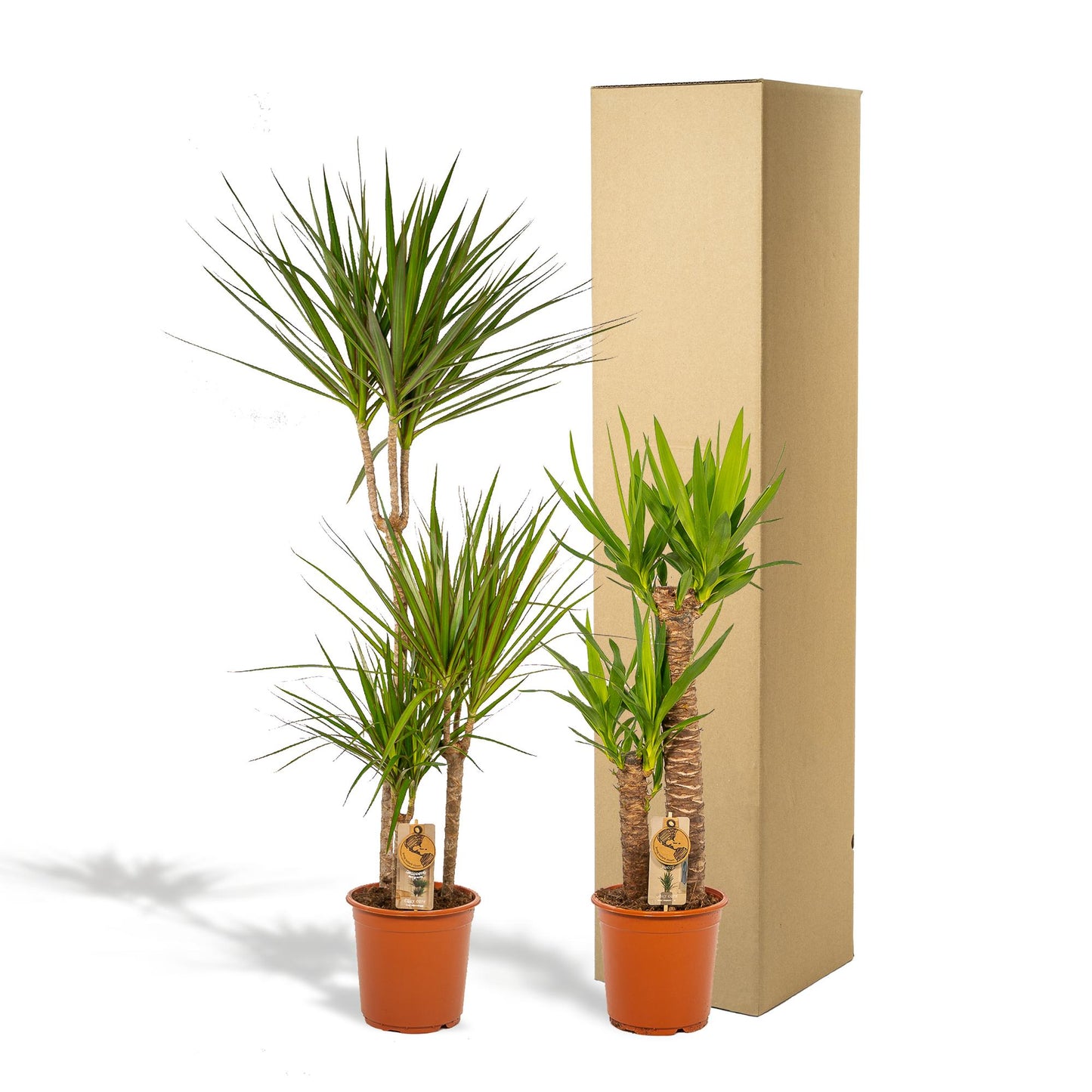 Dracaena & Yucca Zimmerpflanzen-Set – 120cm & 100cm