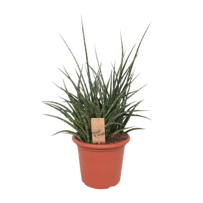 Sansevieria Fernwood Punk – Pflegeleichte Schwiegermutterzunge 60 cm