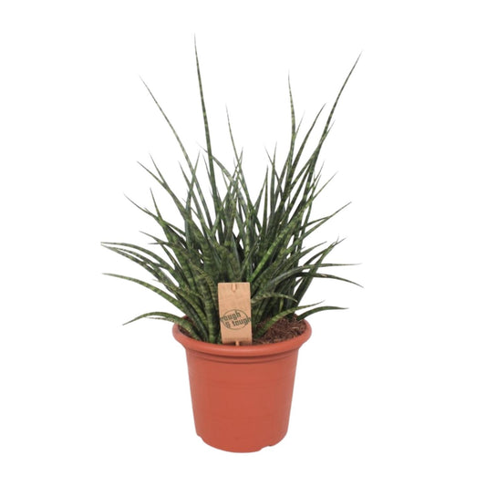 Sansevieria Fernwood Punk – Pflegeleichte Schwiegermutterzunge 60 cm