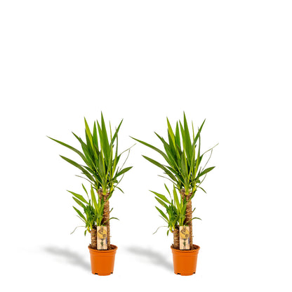 2x Yucca Elephantipes – 90 cm, Ø 17 cm – Pflegenleicht & Luftreinigend