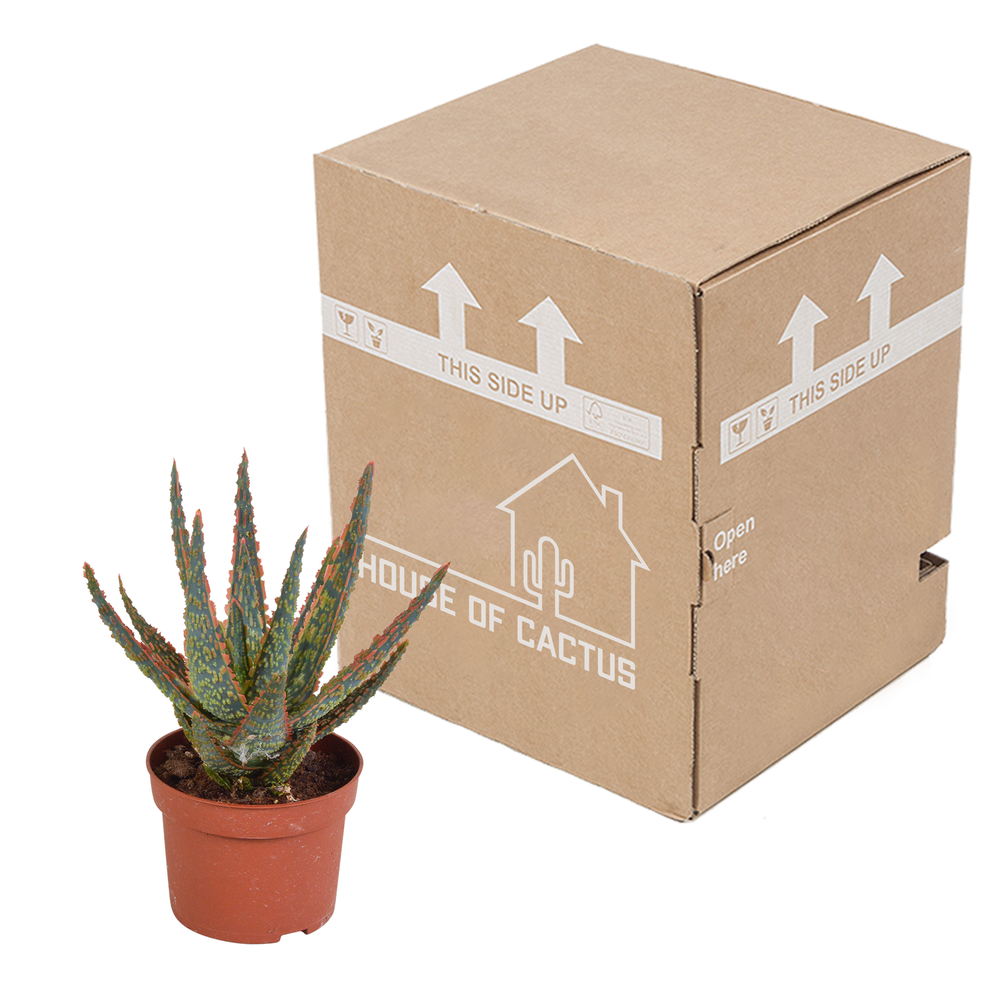 Aloe Zebrina Dannyz 10,5 cm – pflegeleichte Zimmerpflanze